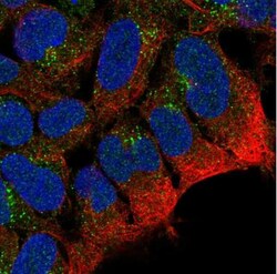 PTPRN2 Antibody, Novus Biologicals 25 &mu;L | Buy Online | Novus Biologicals | Fisher Scientific