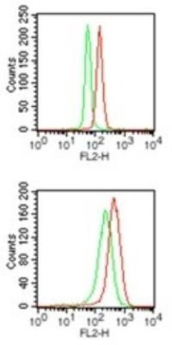 PU.1/Spi-1 Antibody, Novus Biologicals:Antibodies:Primary Antibodies