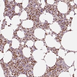 PU.1/Spi-1 Antibody, Novus Biologicals 0.1mL; Unlabeled:Antibodies, Polyclonal