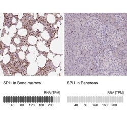 PU.1/Spi-1 Antibody, Novus Biologicals 0.1mL; Unlabeled:Antibodies, Polyclonal