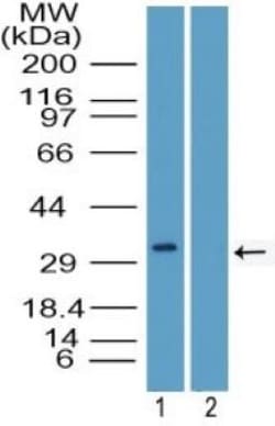 PU.1/Spi-1 Antibody, Novus Biologicals:Antibodies:Primary Antibodies