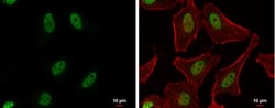 PUF60 Antibody, Novus Biologicals 0.1mL; Unlabeled:Antibodies, Polyclonal