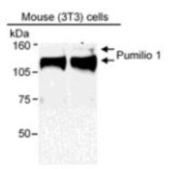 PUM1 Antibody, Novus Biologicals 100 &mu;L | Buy Online | Novus Biologicals | Fisher Scientific