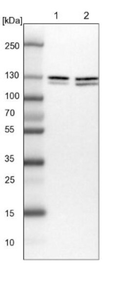 PUM2 Antibody, Novus Biologicals:Antibodies:Primary Antibodies