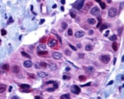 PUMA Antibody - BSA Free, Novus Biologicals 0.025 mg | Buy Online | Novus Biologicals | Fisher Scientific