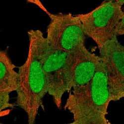 PURG Antibody, Novus Biologicals:Antibodies:Primary Antibodies