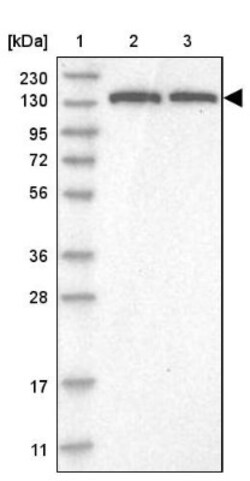 PURL Antibody, Novus Biologicals:Antibodies:Primary Antibodies
