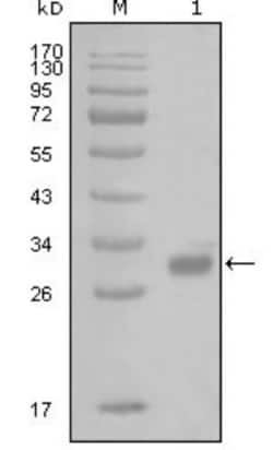 PWAR1 Antibody (6A7H10), Novus Biologicals 0.1mL; Unlabeled:Antibodies,