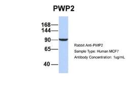 PWP2H Antibody, Novus Biologicals:Antibodies:Primary Antibodies