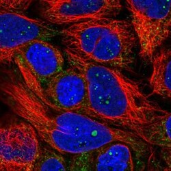 PXMP4 Antibody, Novus Biologicals:Antibodies:Primary Antibodies