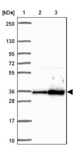 PYCR2 Antibody, Novus Biologicals:Antibodies:Primary Antibodies