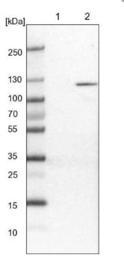 PYK2/FAK2 Antibody, Novus Biologicals 0.1mL; Unlabeled:Antibodies, Polyclonal