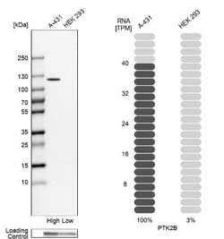 PYK2/FAK2 Antibody, Novus Biologicals 0.1mL; Unlabeled:Antibodies, Polyclonal