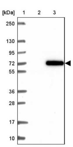 PYROXD1 Antibody, Novus Biologicals 25 &mu;L, Unlabeled:Antibodies, Polyclonal
