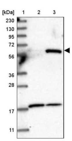 PYROXD2 Antibody, Novus Biologicals:Antibodies:Primary Antibodies