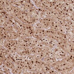 PYURF Antibody, Novus Biologicals 0.1mL; Unlabeled:Antibodies, Polyclonal