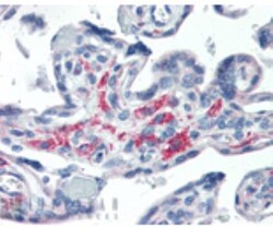 Pallidin Antibody (15G2), Novus Biologicals 0.05 mg | Buy Online | Novus Biologicals | Fisher Scientific