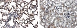 Pan Endothelial Cell Marker Antibody (RM0061-4J13) - Azide and BSA Free,