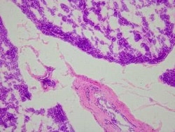 Novus Biologicals Pancreas Tissue Slides (Lupus)- Frozen 5 Slides | Buy Online | Novus Biologicals&trade; | Fisher Scientific