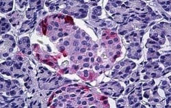 Pancreatic Polypeptide/PP Antibody, Novus Biologicals 25 &mu;g, Unconjugated:Antibodies,