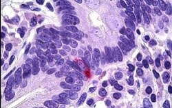 Pancreatic Polypeptide/PP Antibody, Novus Biologicals 25 &mu;g, Unconjugated:Antibodies,