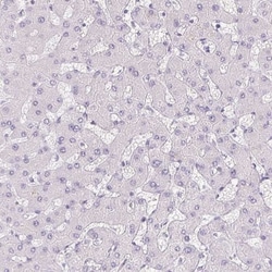 Pancreatic Polypeptide/PP Antibody, Novus Biologicals:Antibodies:Primary