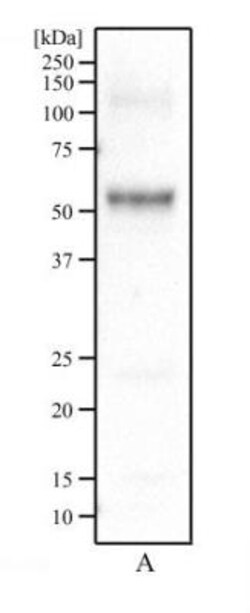 Panendothelial Cell Antigen Antibody (MECA-32) - BSA Free, Novus Biologicals
