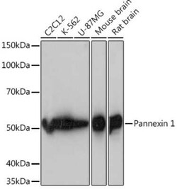 Pannexin-1 Rabbit anti-Human, Mouse, Rat, Clone: 7E8T3, Novus Biologicals 20 &mu;g | Buy Online | Novus Biologicals | Fisher Scientific