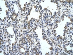 Pannexin-1 Antibody, Novus Biologicals 0.05mg; Unlabeled:Antibodies, Polyclonal