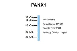 Pannexin-1 Antibody, Novus Biologicals 0.05mg; Unlabeled:Antibodies, Polyclonal