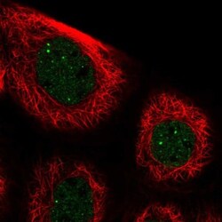 Paralemmin 3 Antibody, Novus Biologicals:Antibodies:Primary Antibodies
