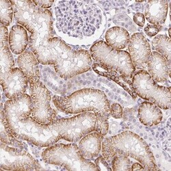 Paralemmin 3 Antibody, Novus Biologicals:Antibodies:Primary Antibodies