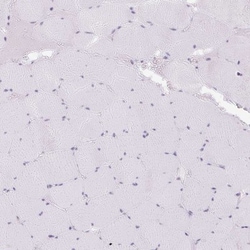Paralemmin 3 Antibody, Novus Biologicals:Antibodies:Primary Antibodies