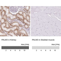 Paralemmin 3 Antibody, Novus Biologicals:Antibodies:Primary Antibodies