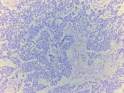 Novus Biologicals&trade;&nbsp;Parathyroid Tissue Slides (Adult Normal)- Paraffin