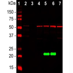 Park7/DJ-1 Antibody (4H4), Novus Biologicals 0.1mL; Unlabeled:Antibodies,