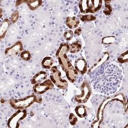 Parvalbumin Antibody, Novus Biologicals:Antibodies:Primary Antibodies