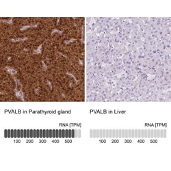 Parvalbumin Antibody, Novus Biologicals:Antibodies:Primary Antibodies