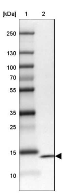 Parvalbumin Antibody, Novus Biologicals:Antibodies:Primary Antibodies