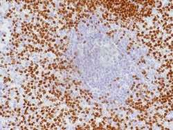 Pax5/BSAP Antibody, Novus Biologicals:Antibodies:Primary Antibodies