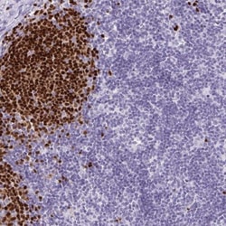 Pax5/BSAP Antibody, Novus Biologicals:Antibodies:Primary Antibodies
