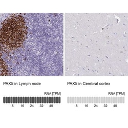 Pax5/BSAP Antibody, Novus Biologicals:Antibodies:Primary Antibodies