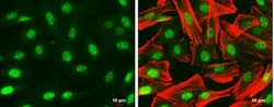 Pax6 Antibody, Novus Biologicals 0.1mL; Unlabeled:Antibodies, Polyclonal
