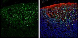 Pax6 Antibody, Novus Biologicals 0.1mL; Unlabeled:Antibodies, Polyclonal