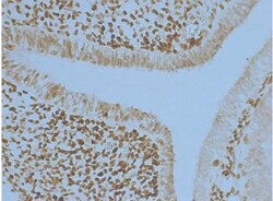 Pax6 Antibody, Novus Biologicals 0.1mL; Unlabeled:Antibodies, Polyclonal
