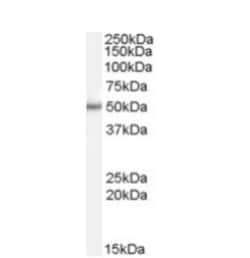 Pax6 Antibody, Novus Biologicals 0.1mg; Unlabeled:Antibodies, Polyclonal
