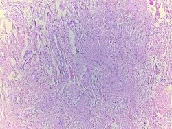 Novus Biologicals Penis Tissue Slides (Adult Normal)- Paraffin 5 Slides | Buy Online | Novus Biologicals&trade; | Fisher Scientific