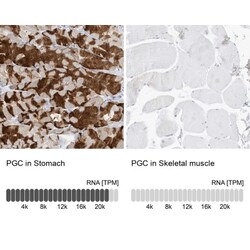 Pepsinogen C/PGC/Progastricsin Antibody, Novus Biologicals 0.1mL; Unlabeled:Antibodies,