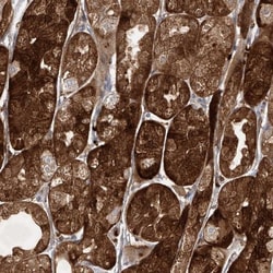 Pepsinogen C/PGC/Progastricsin Antibody, Novus Biologicals 0.1mL; Unlabeled:Antibodies,