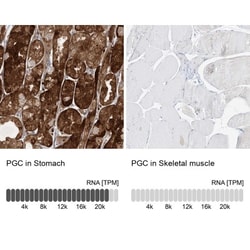 Pepsinogen C/PGC/Progastricsin Antibody, Novus Biologicals 0.1mL; Unlabeled:Antibodies,